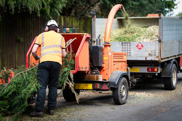 Best Tree Pruning Services  in Canby, MN